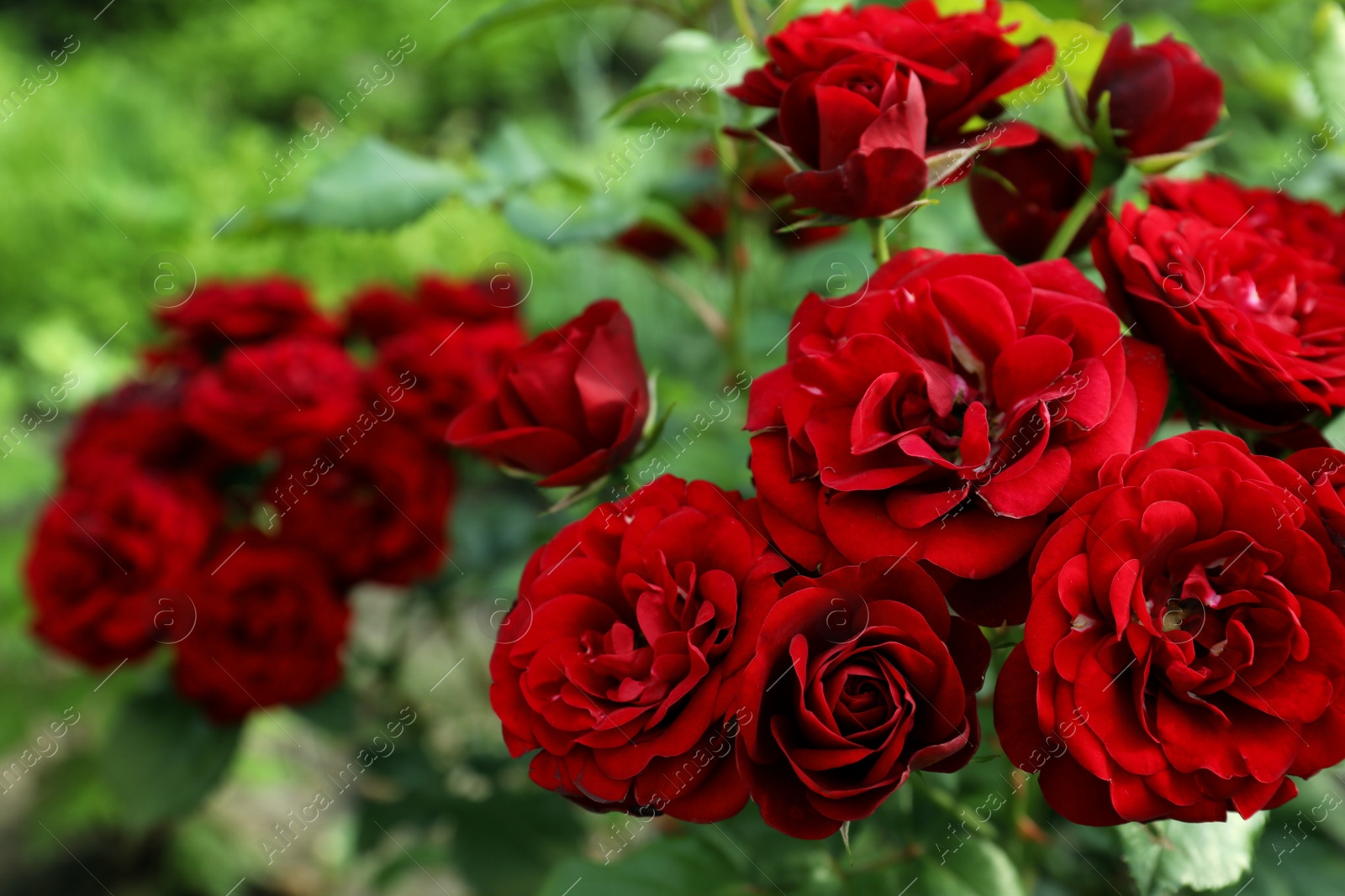 Photo of Beautiful blooming red roses on bush outdoors, closeup. Space for text