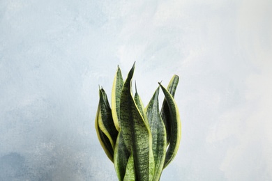 Photo of Beautiful sansevieria plant against light background. Home decor