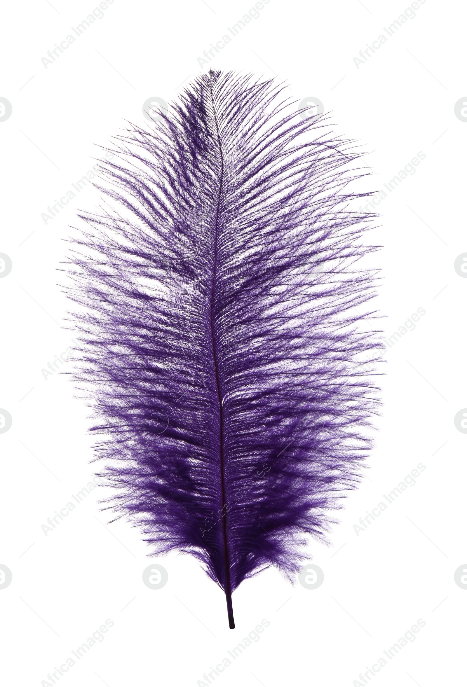 Photo of Beautiful purple violet feather on white background