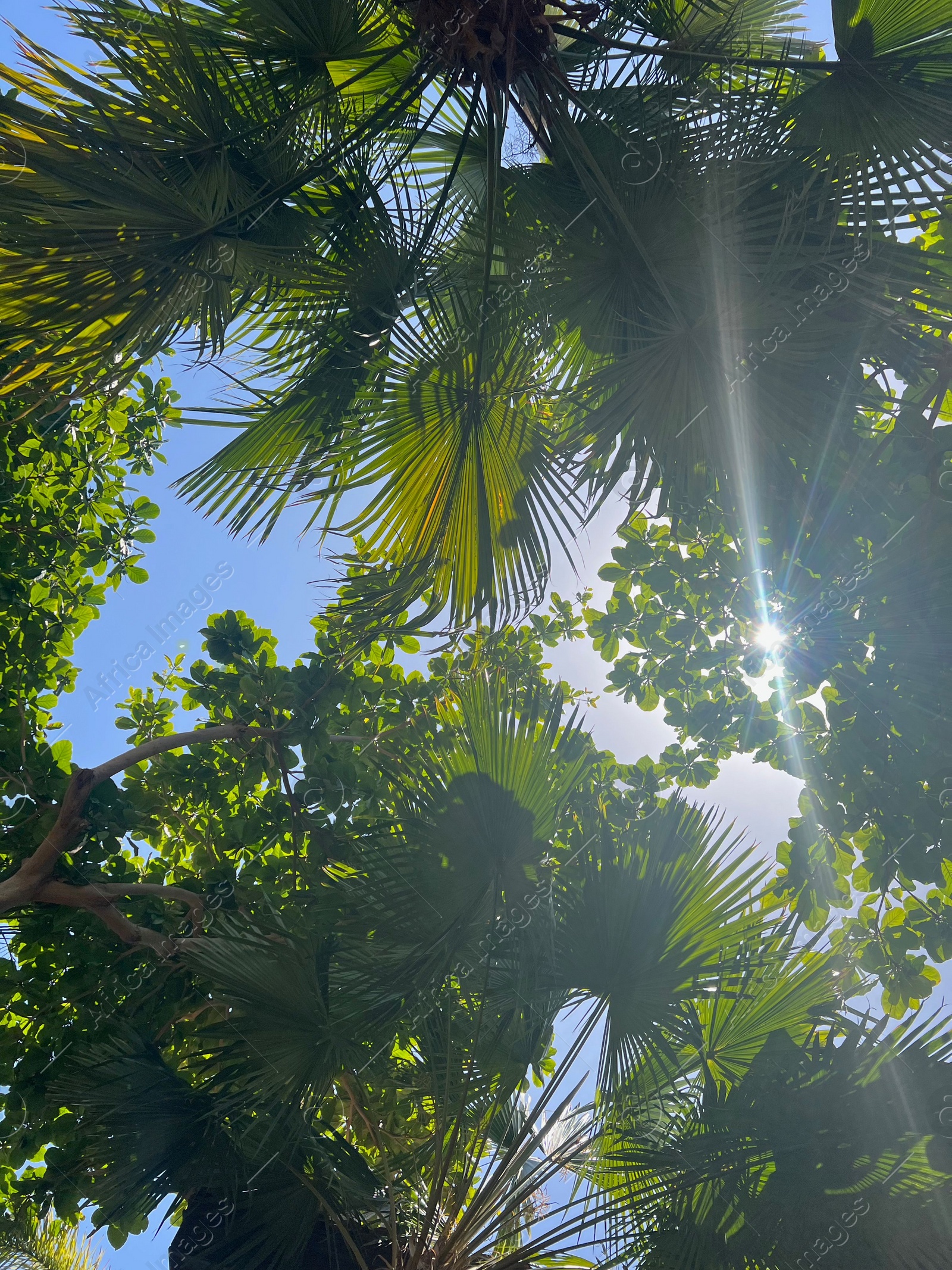 Photo of Beautiful tropical trees with green leaves against blue sky, bottom view