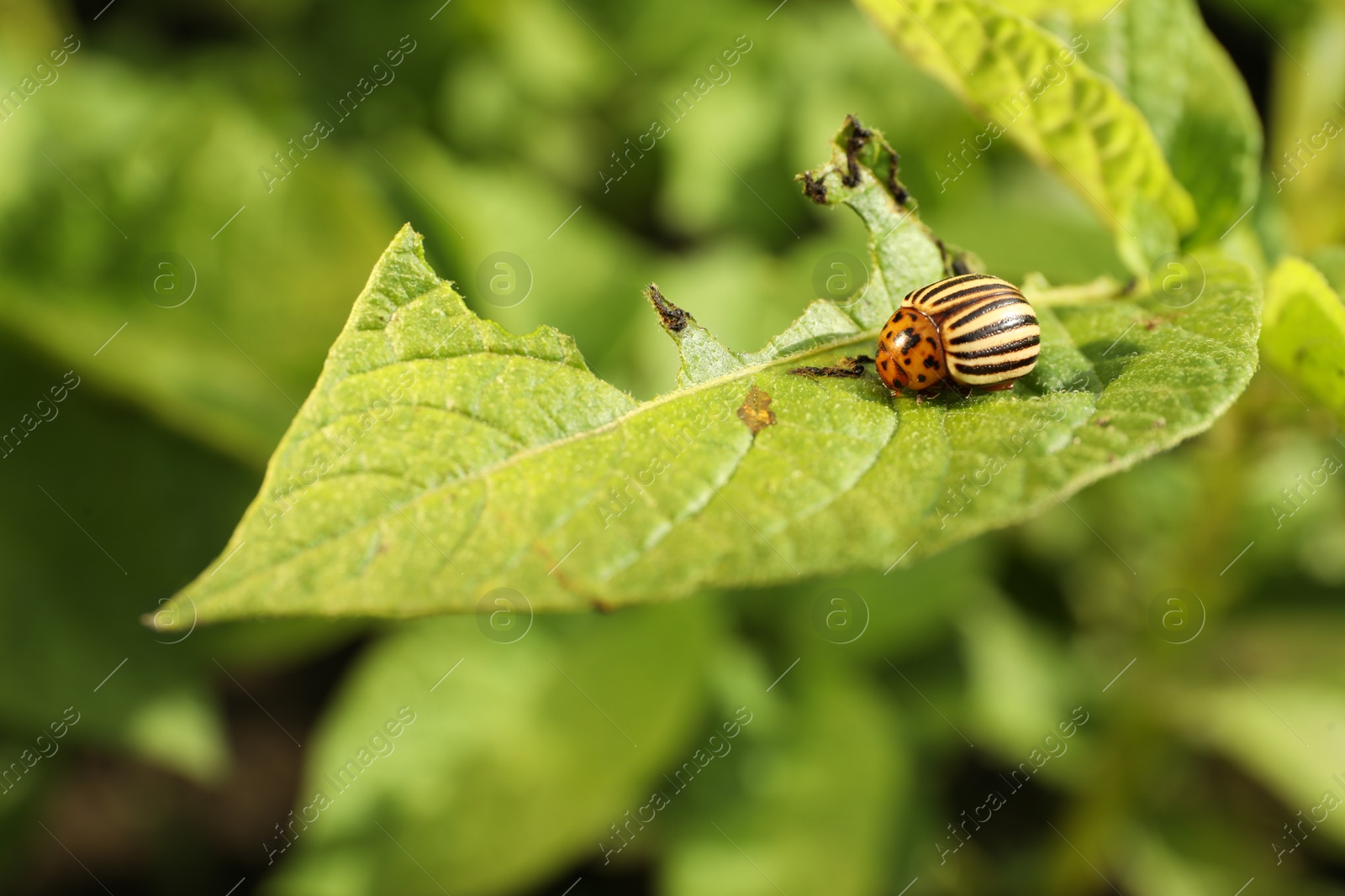 Photo of Colorado potato beetle on green plant outdoors, closeup