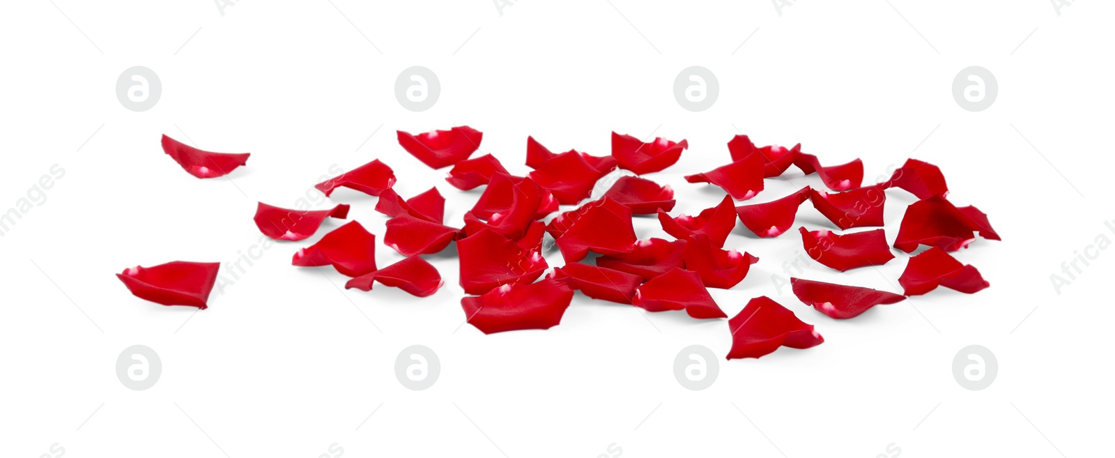 Photo of Beautiful red rose petals on white background