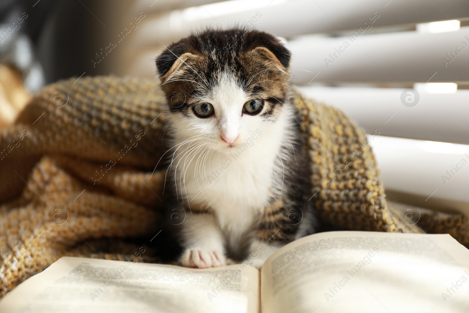 Photo of Adorable little kitten and book near window indoors