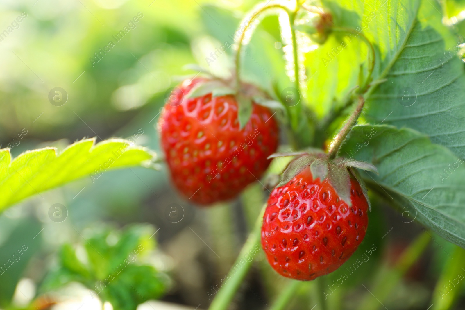 Photo of Strawberry plant with ripening berries growing in field, closeup