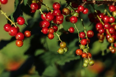 Photo of Closeup view of red currant bush with ripening berries outdoors on sunny day