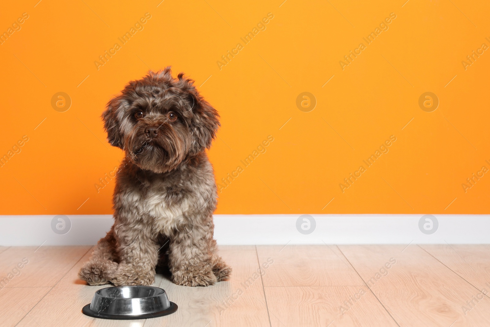 Photo of Cute Maltipoo dog and his bowl on floor near orange wall, space for text. Lovely pet