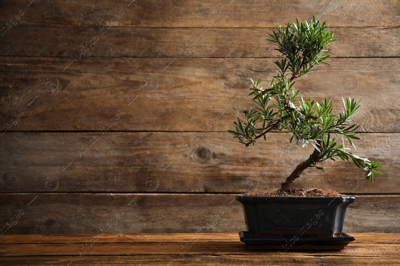 Photo of Japanese bonsai plant on wooden table, space for text. Creating zen atmosphere at home