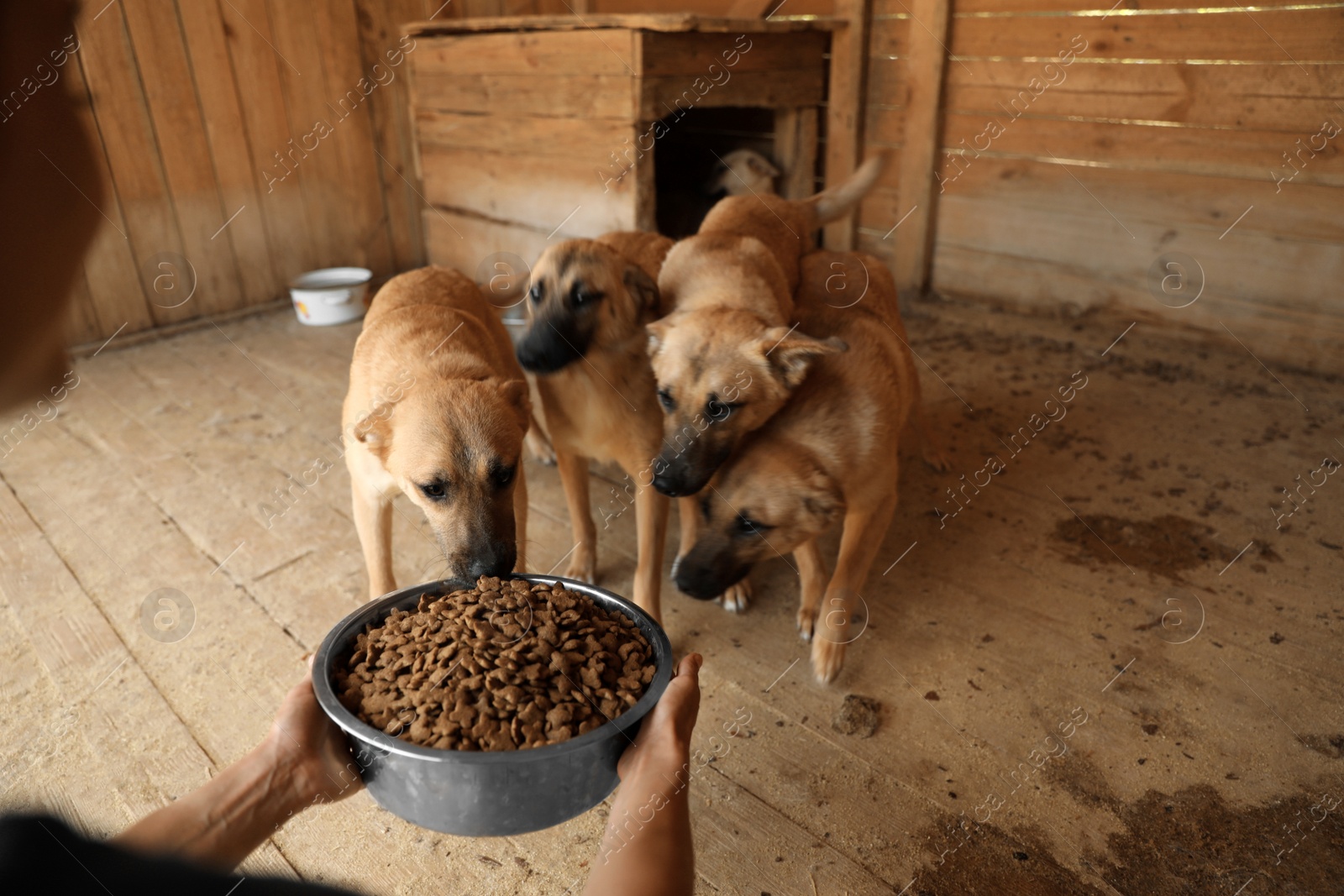 Photo of Woman feeding homeless dogs in animal shelter. Concept of volunteering