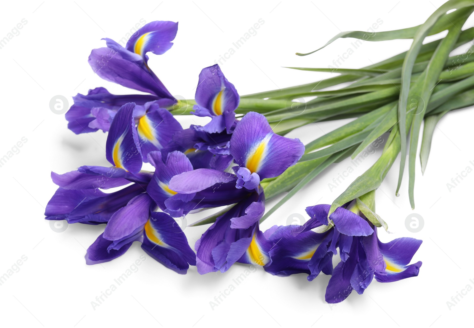 Photo of Beautiful violet iris flowers isolated on white