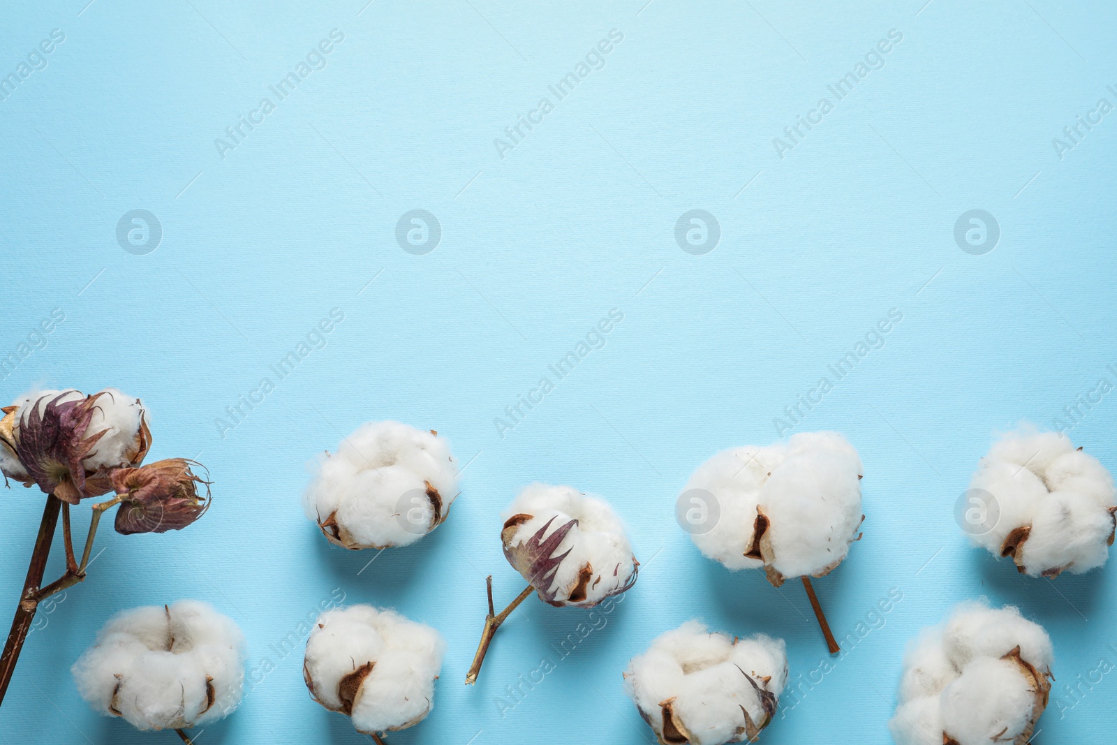 Photo of Fluffy cotton flowers on light blue background, flat lay. Space for text