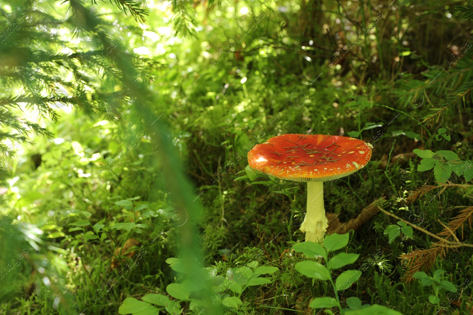 Photo of One bright poisonous mushroom growing in forest