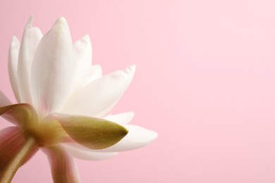 Photo of Beautiful white lotus flower on light pink background, closeup. Space for text