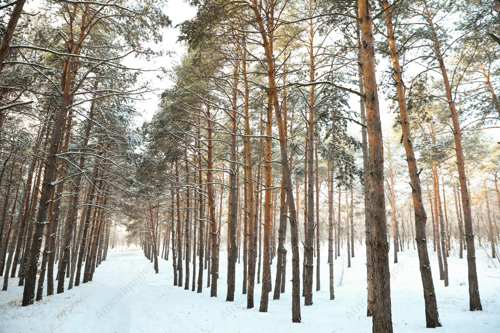 Photo of Beautiful forest covered with snow in winter