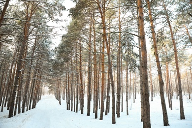 Photo of Beautiful forest covered with snow in winter