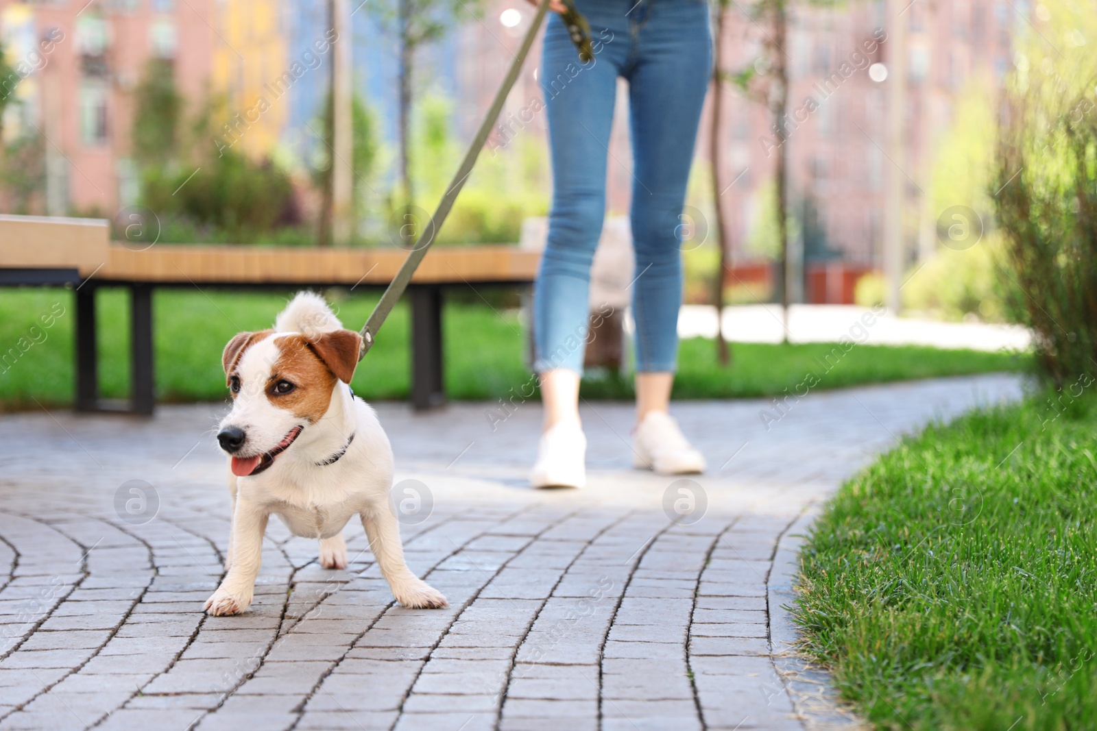 Photo of Woman walking with adorable Jack Russell Terrier dog outdoors