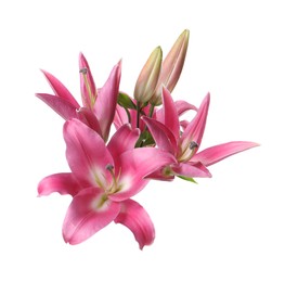 Beautiful pink lily flowers isolated on white