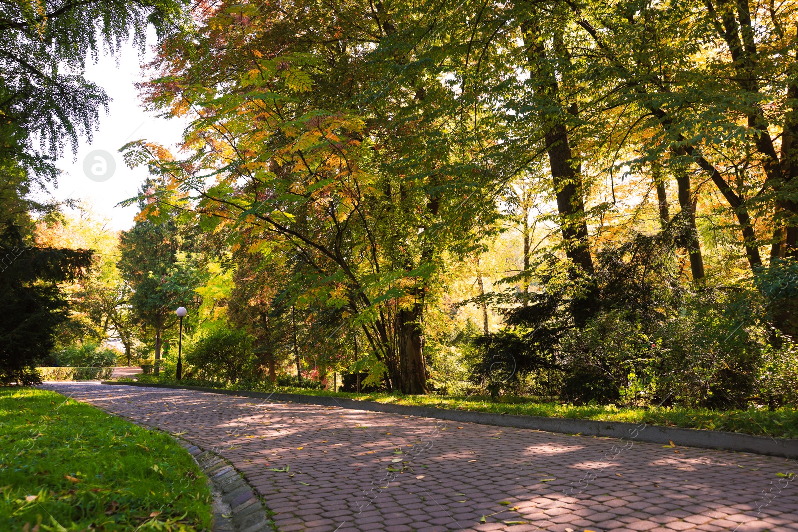 Photo of Pathway, fallen leaves and trees in beautiful park on autumn day