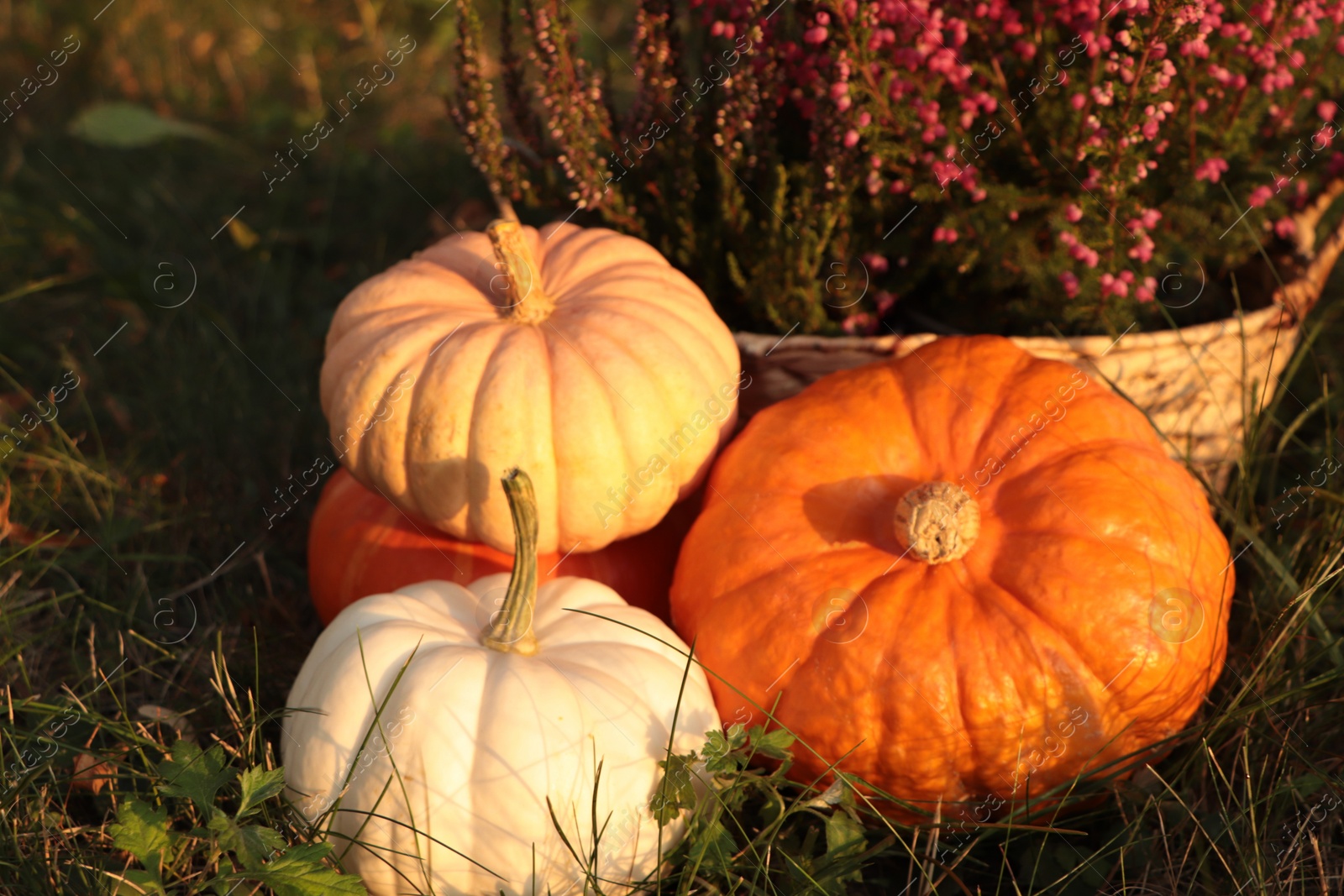 Photo of Wicker basket with beautiful heather flowers and pumpkins outdoors, closeup