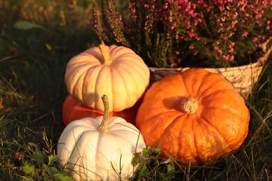 Photo of Wicker basket with beautiful heather flowers and pumpkins outdoors, closeup