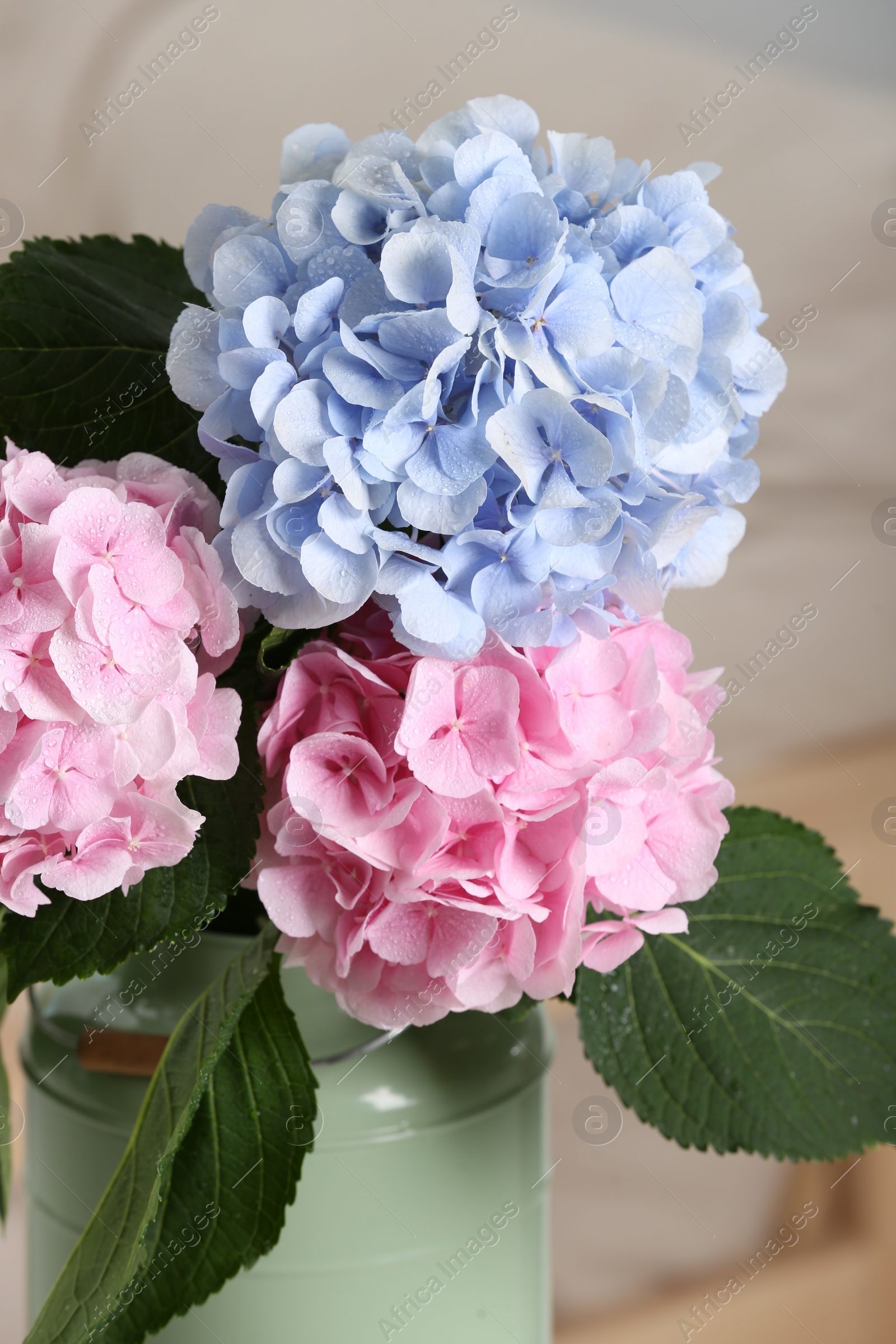 Photo of Beautiful hortensia flowers in can indoors, closeup