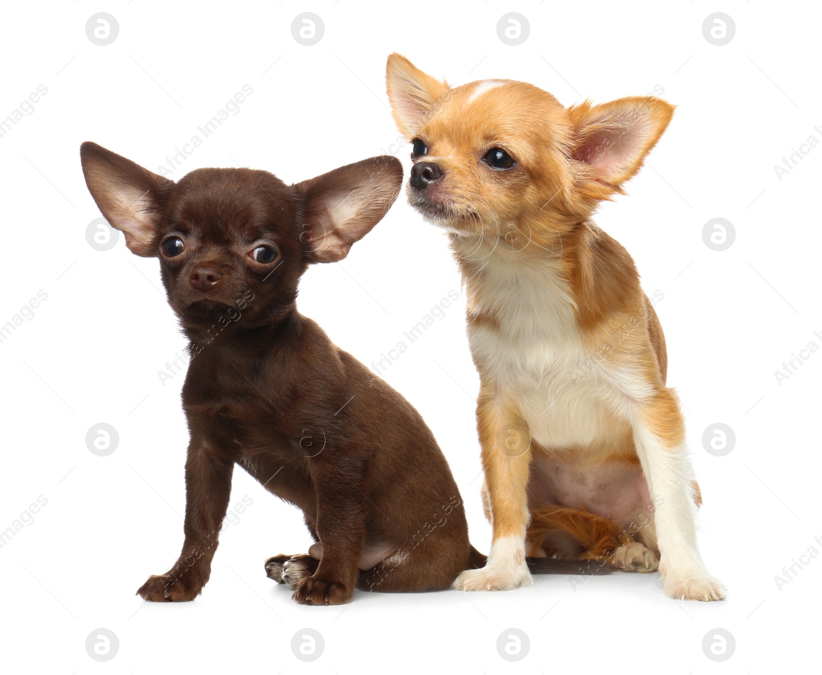 Photo of Cute small Chihuahua dogs on white background