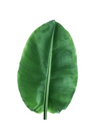 Photo of Fresh green banana leaf on white background. Tropical foliage