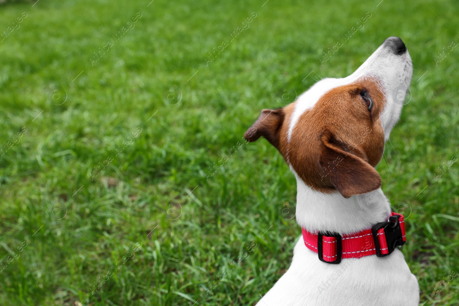 Photo of Beautiful Jack Russell Terrier in red dog collar outdoors. Space for text