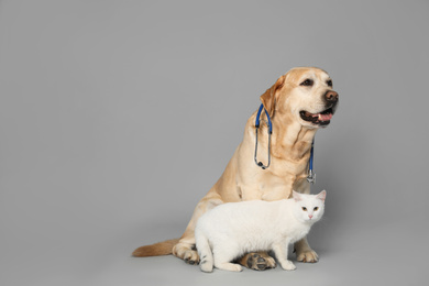 Cute Labrador dog with stethoscope as veterinarian and cat on grey background. Space for text