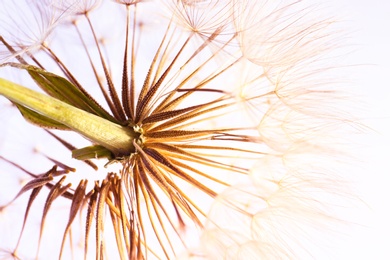 Dandelion seed head on light background, close up