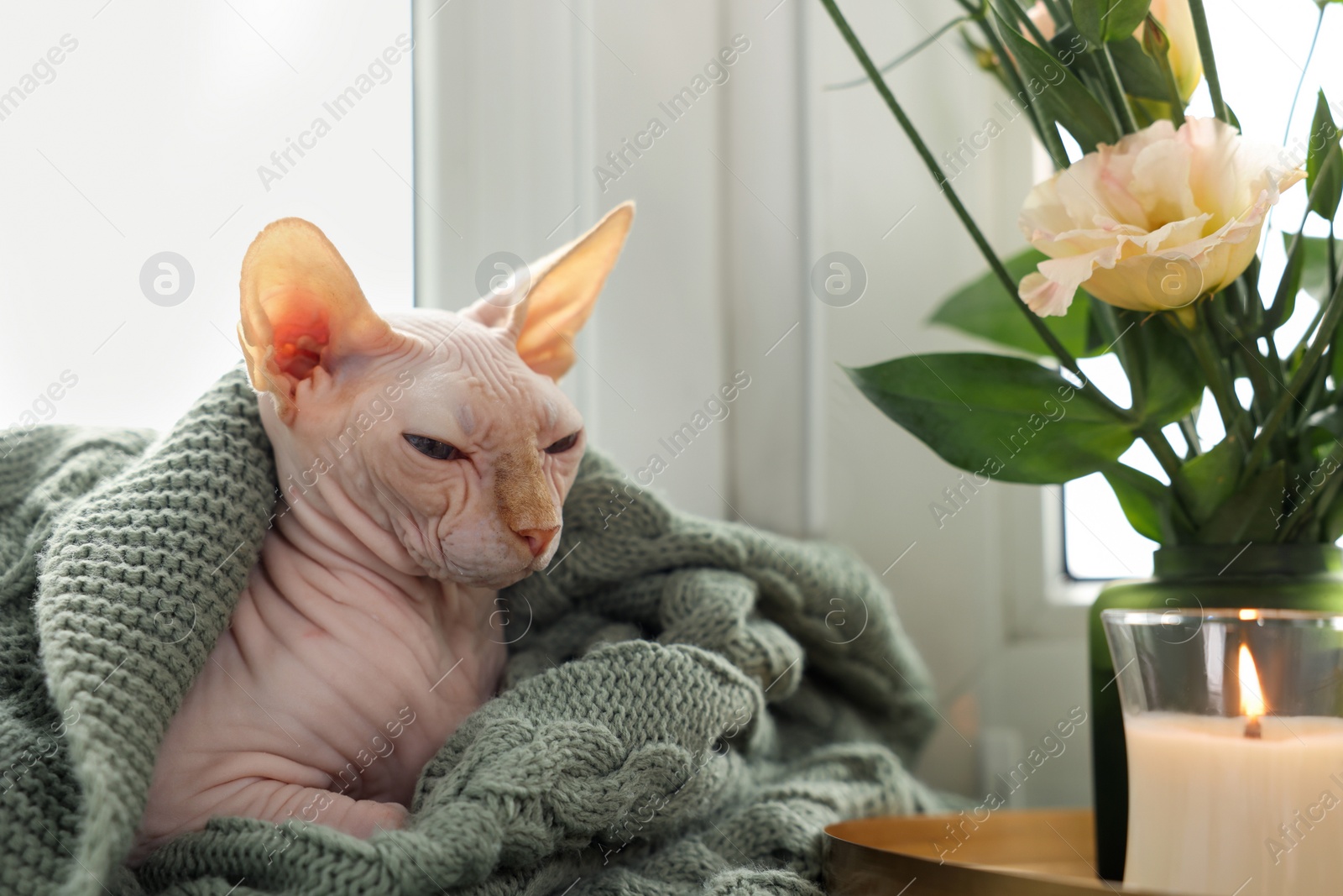 Photo of Beautiful Sphynx cat wrapped in soft blanket near window at home. Lovely pet