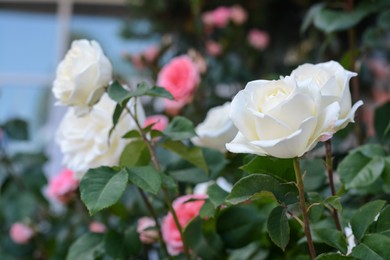 Photo of Beautiful white rose flowers blooming outdoors, closeup. Space for text