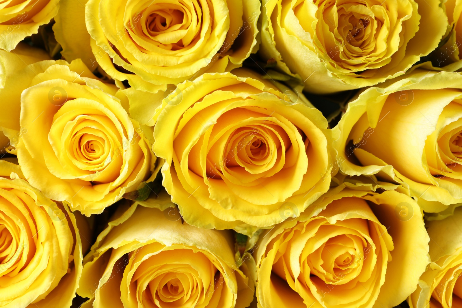 Photo of Beautiful bouquet of yellow roses as background, top view