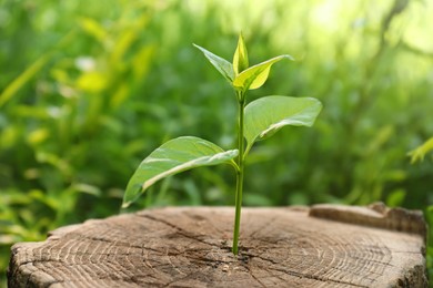 Young green seedling growing out of tree stump outdoors, closeup. New life concept