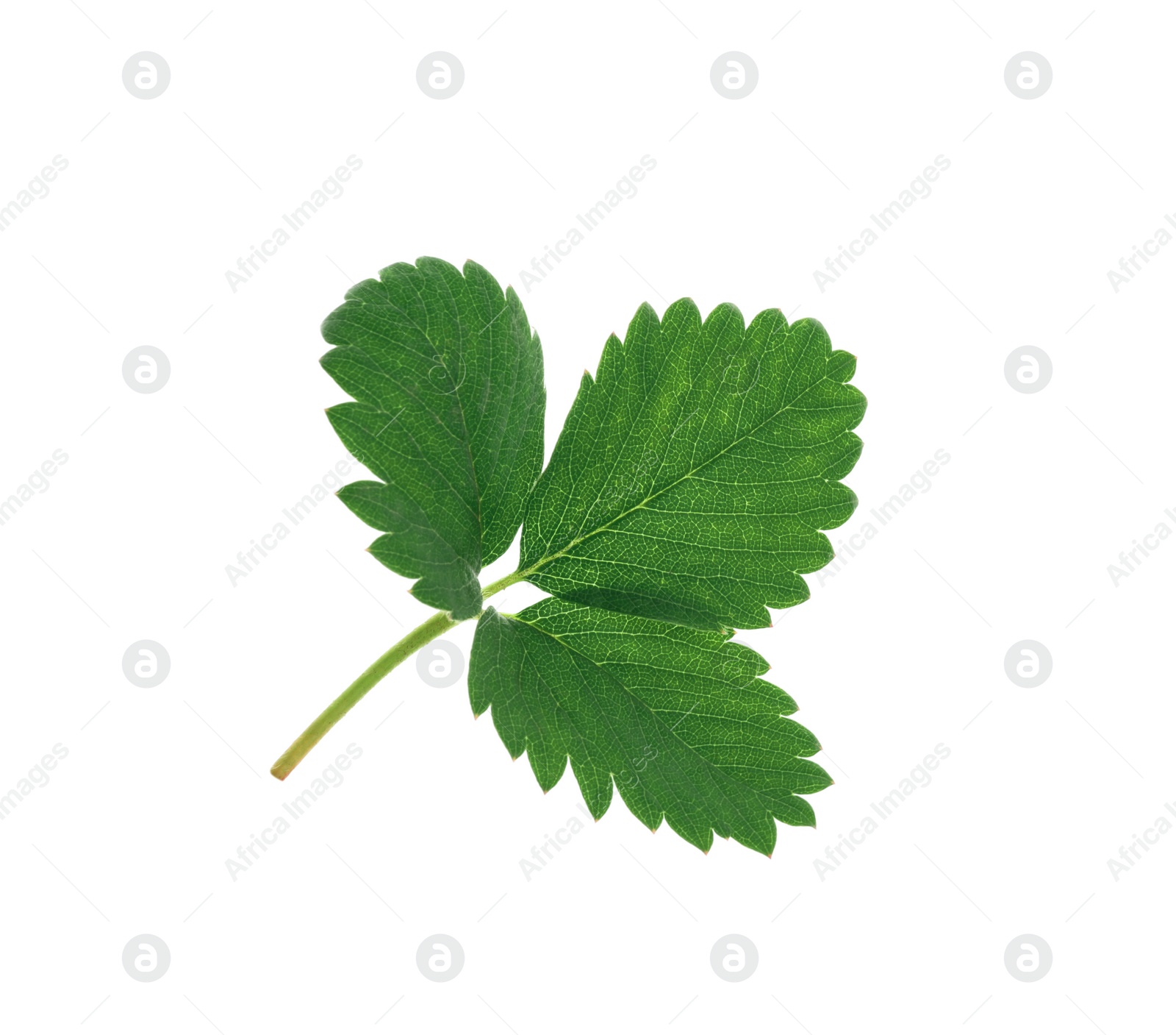 Photo of Fresh green strawberry foliage isolated on white