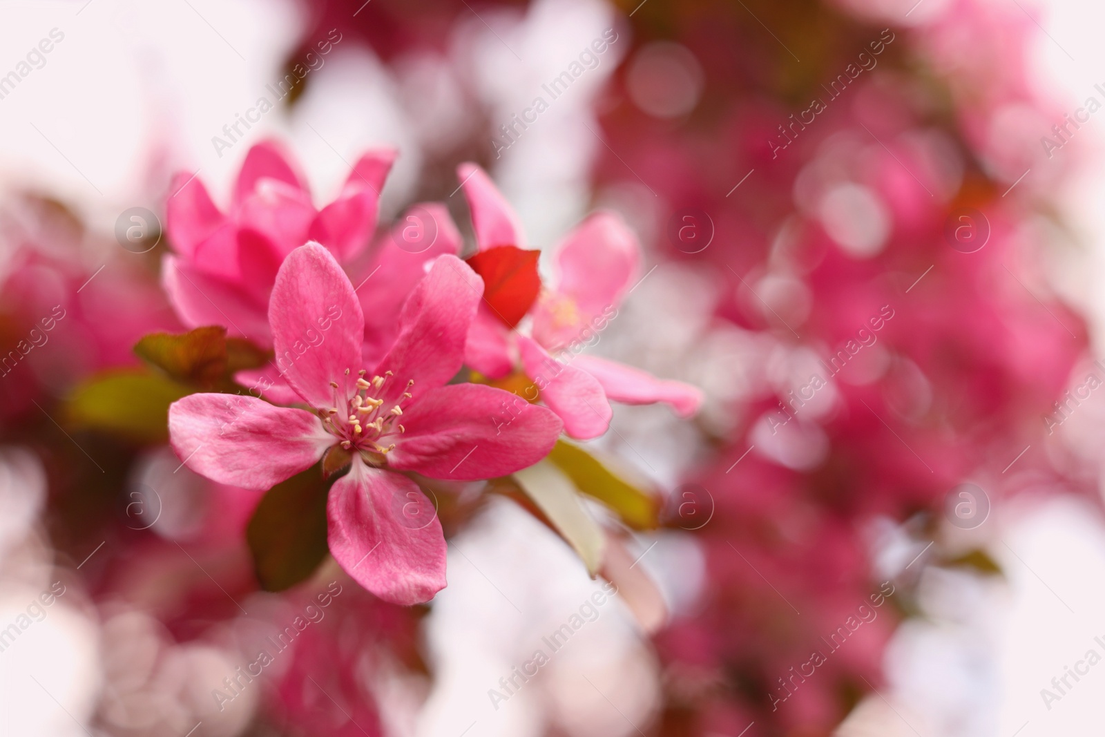 Photo of Closeup view of beautiful blossoming apple tree outdoors on spring day. Space for text