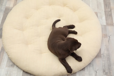 Photo of Chocolate Labrador Retriever puppy on pet pillow, above view