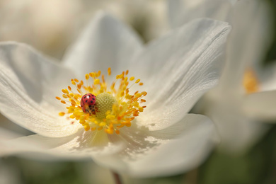 Photo of Beautiful blossoming Japanese anemone with ladybug outdoors on spring day, closeup