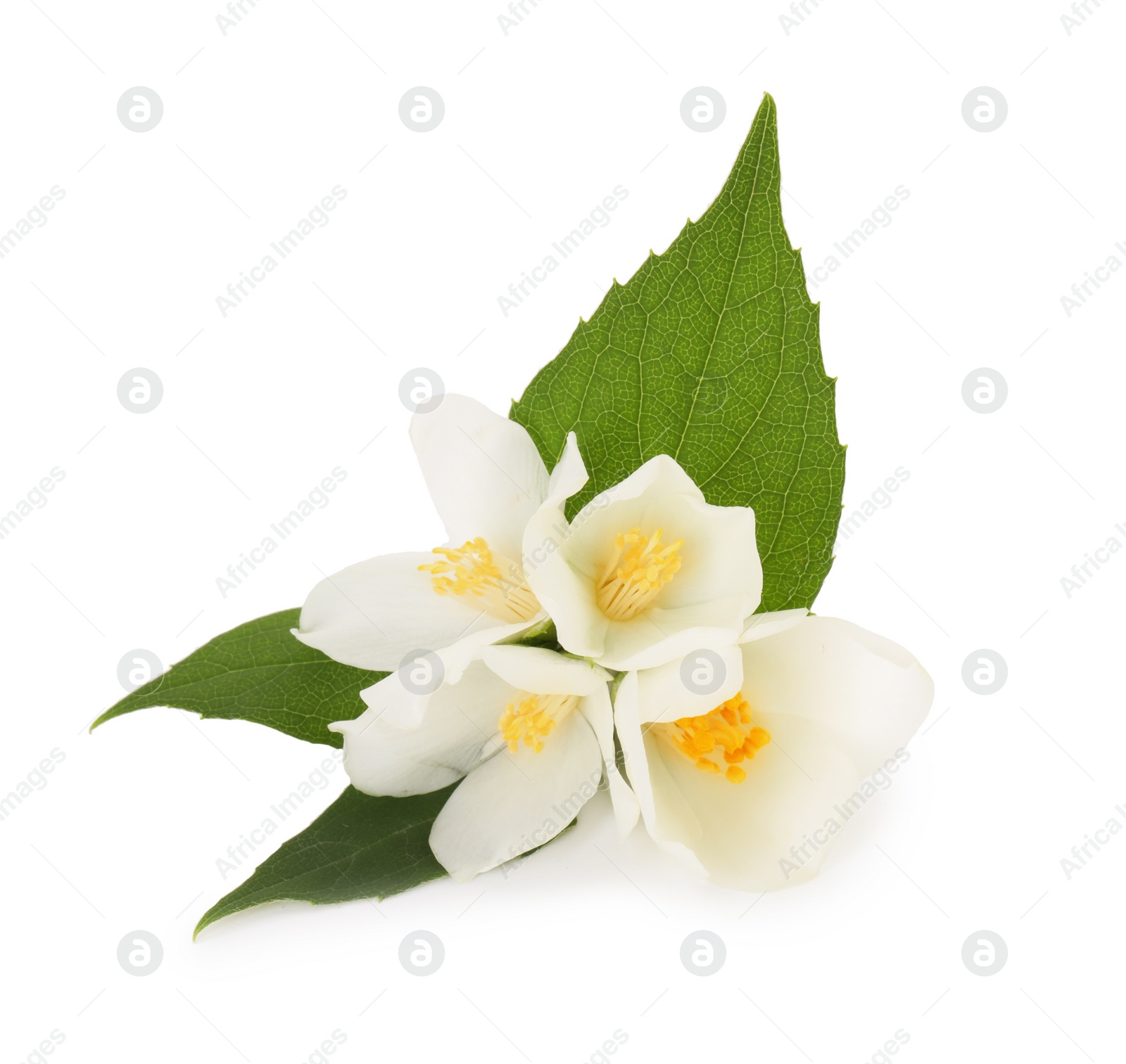 Photo of Branch of jasmine flowers and leaves isolated on white