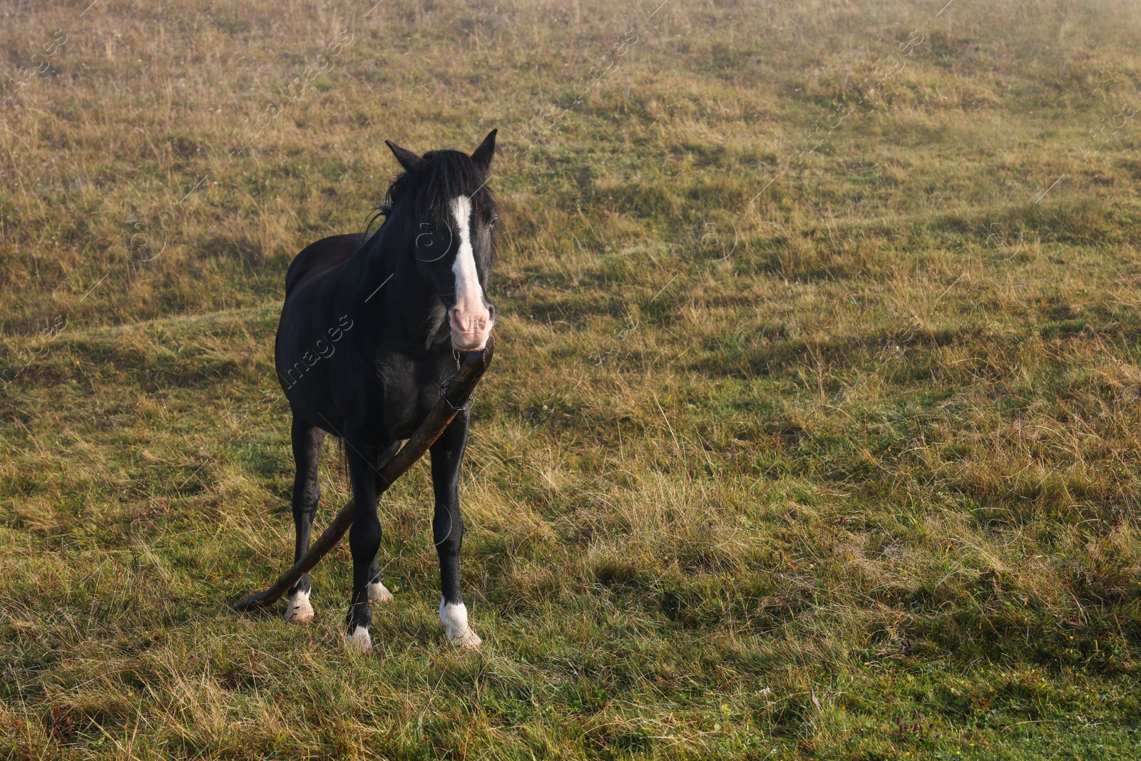 Photo of Horse grazing on pasture outdoors, space for text. Lovely domesticated pet