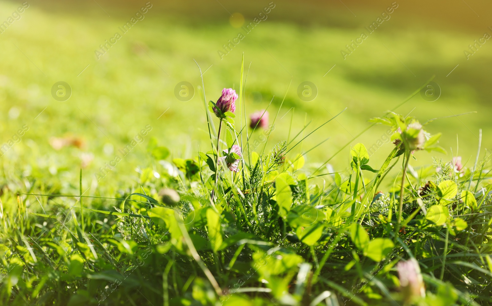 Photo of Beautiful flowers growing on green meadow in summer