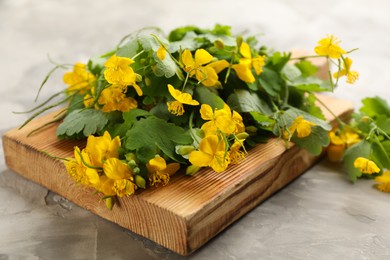 Photo of Celandine with beautiful yellow flowers on grey table, closeup