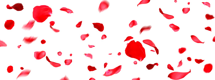 Flying fresh red rose petals on white background