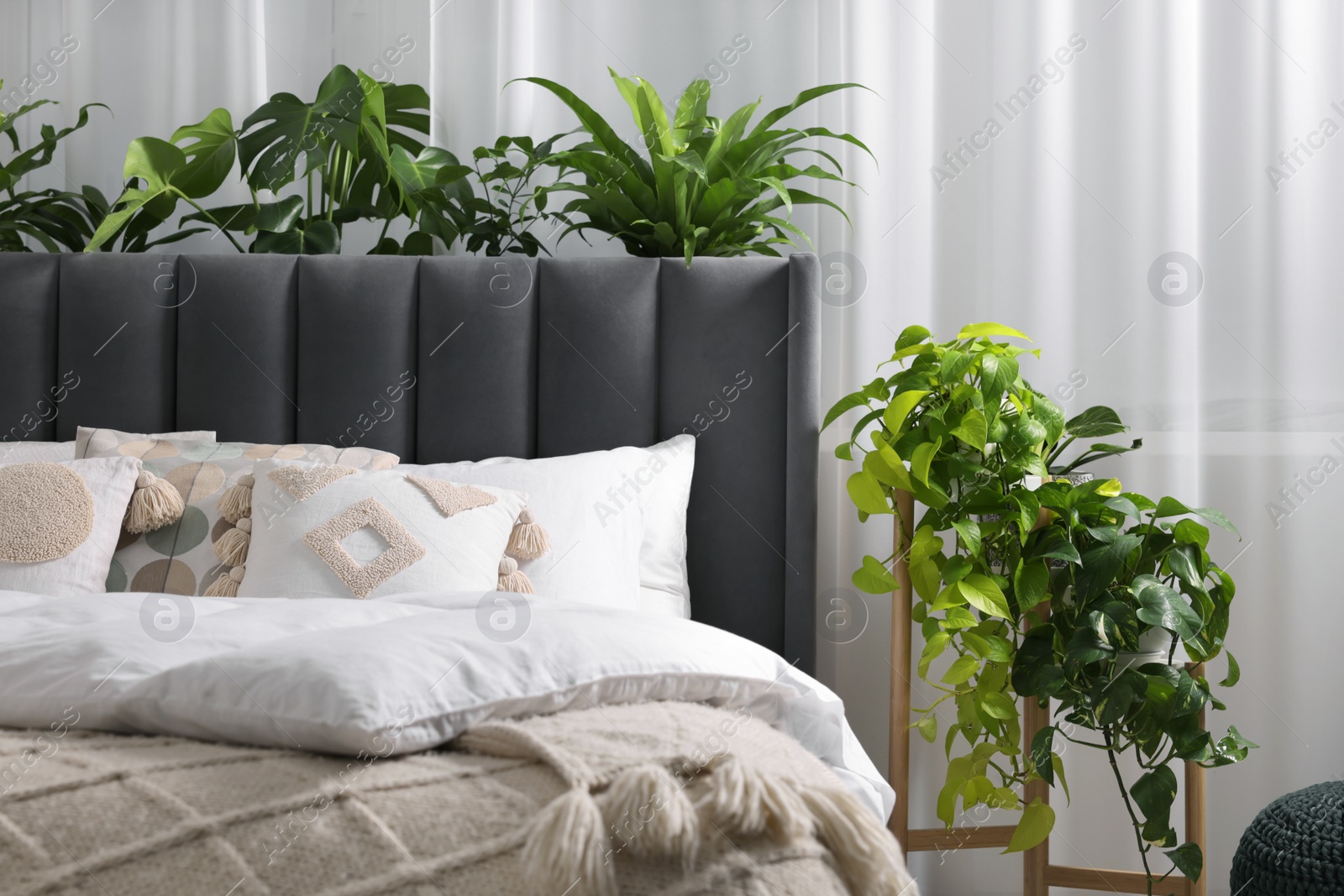 Photo of Comfortable bed with pillows, duvet and beautiful houseplants indoors. Stylish interior