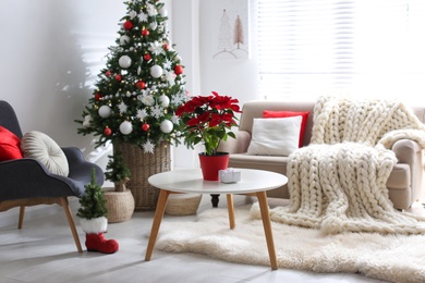 Photo of Beautiful poinsettia and gift box on white table in stylish living room interior. Traditional Christmas flower