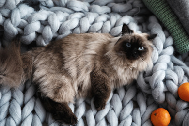 Photo of Cute Balinese cat on plaid at home, top view. Fluffy pet