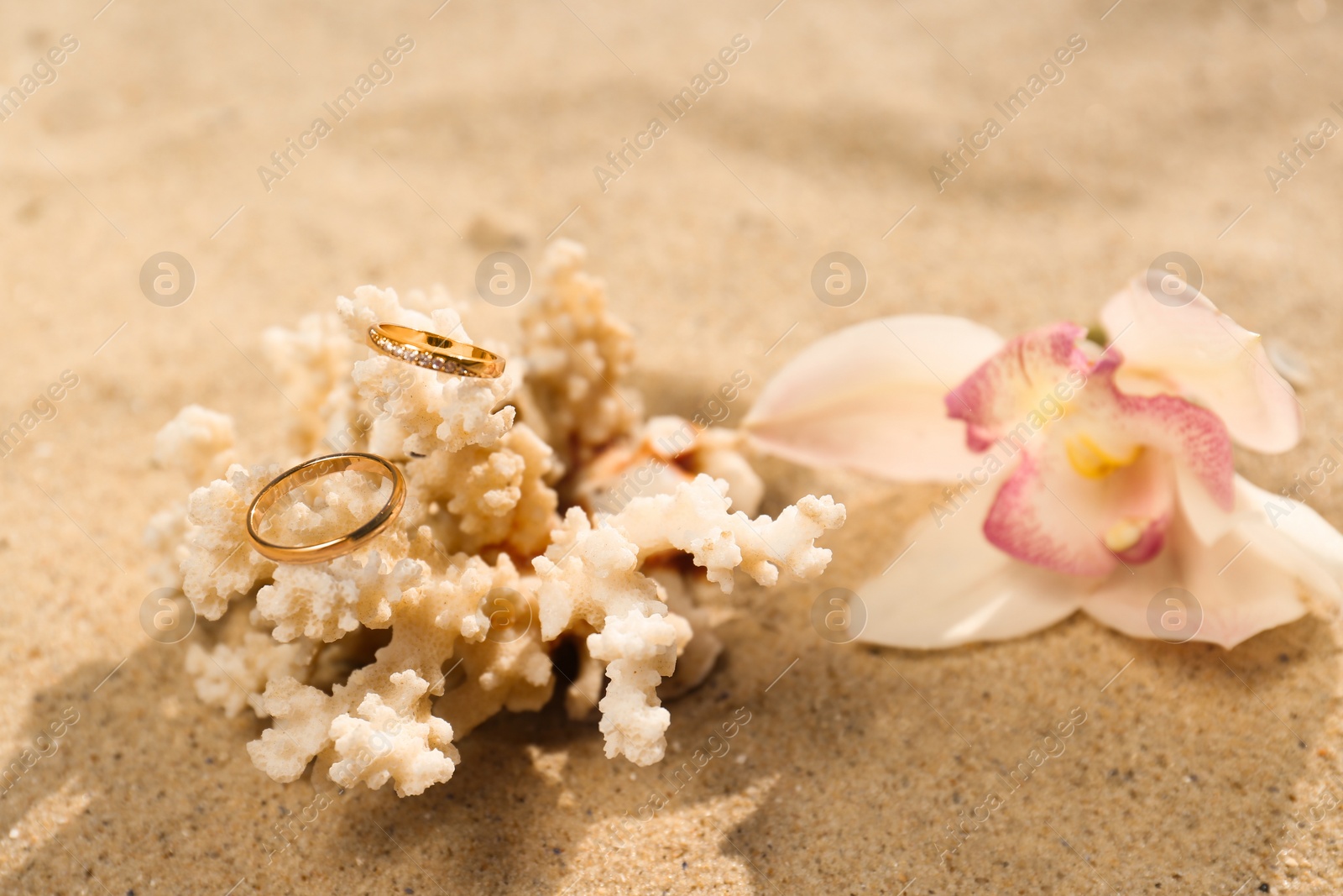 Photo of Beautiful flower and coral with gold wedding rings on sandy beach, closeup