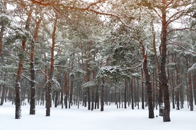 Photo of Picturesque view of beautiful forest covered with snow