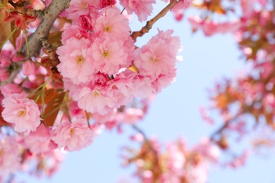 Sakura tree with beautiful pink flowers outdoors, closeup