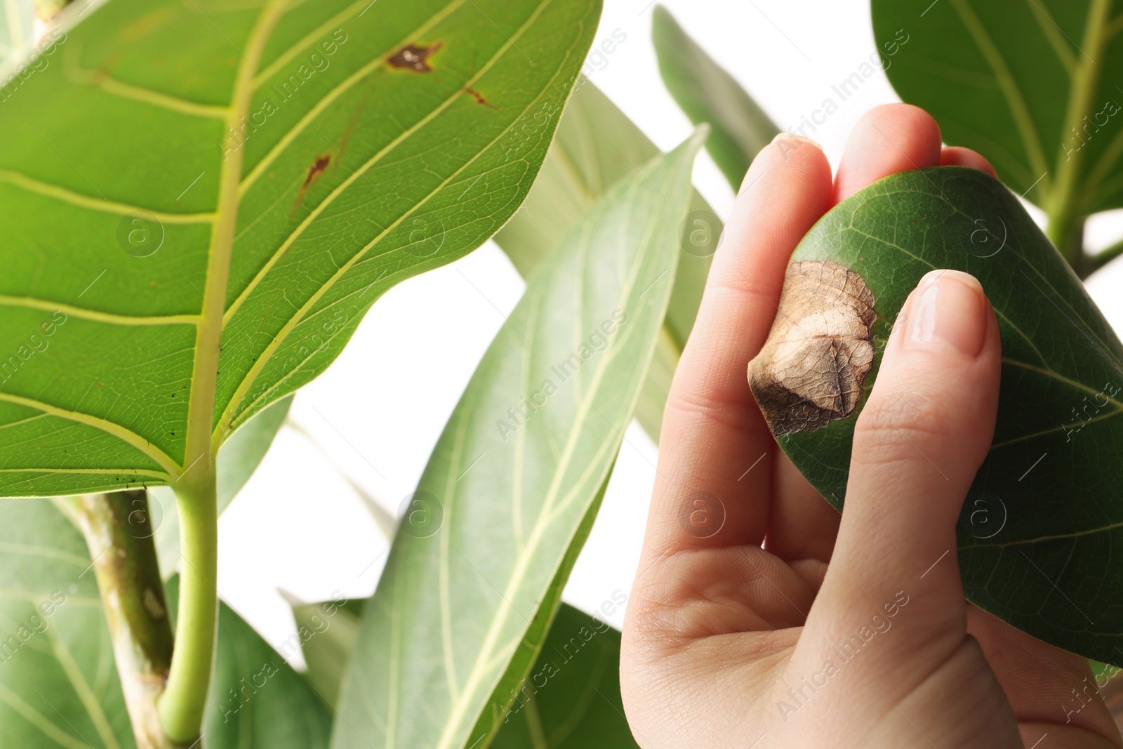 Photo of Woman touching houseplant with damaged leaf on white background, closeup