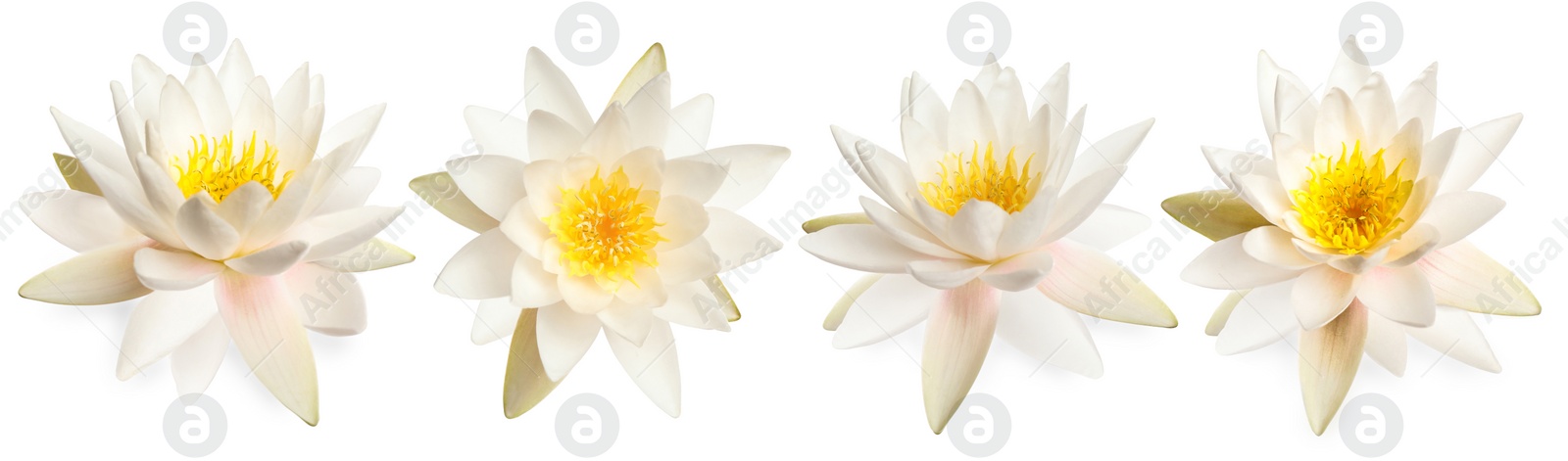 Image of Set of beautiful lotus flowers on white background. Banner design 